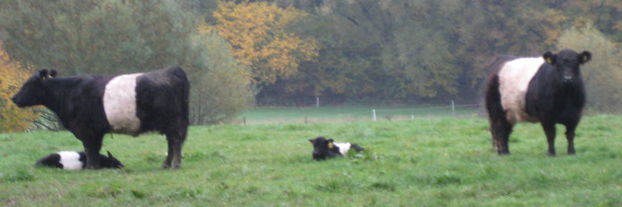 Belted Galloway Rinder auf einer Weide in Ostfriesland